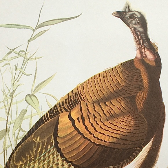 Vintage Art Wild Turkey Print Natural History Bird Illustration Fine Artwork - Picture 2 of 5